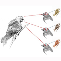 Bird females see male signals differently